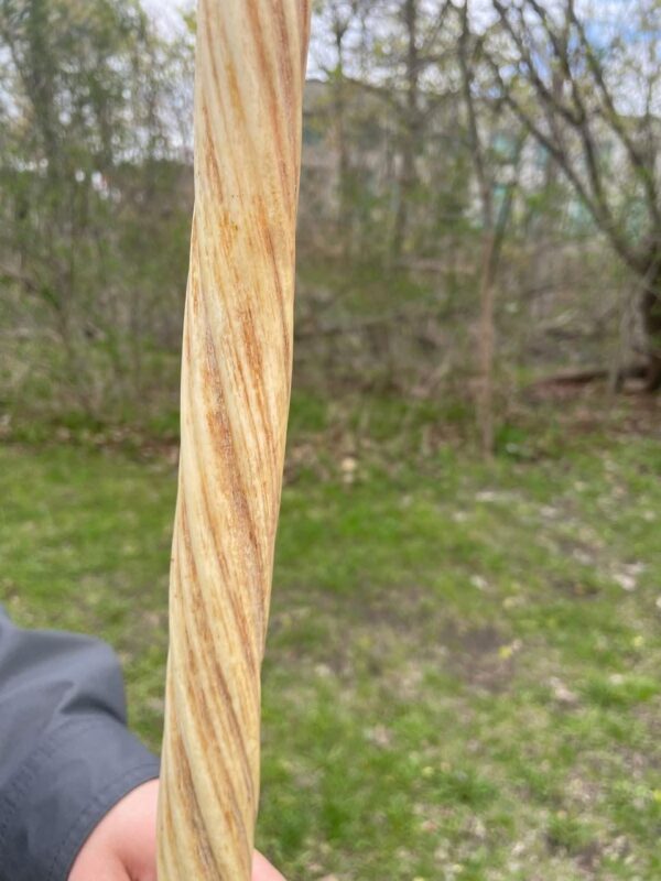 narwhal tusks for sale