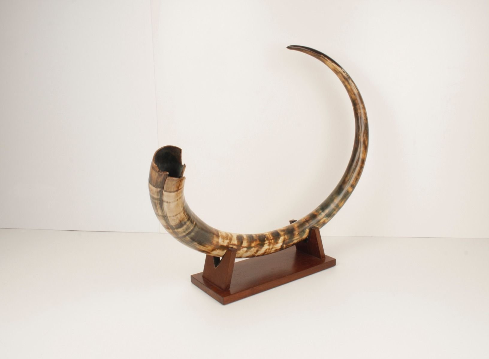 Mammoth tusk for sale