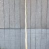 Narwhal Tusk for Sale