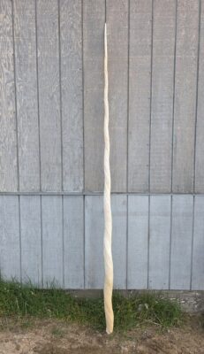 Narwhal Tusk for Sale
