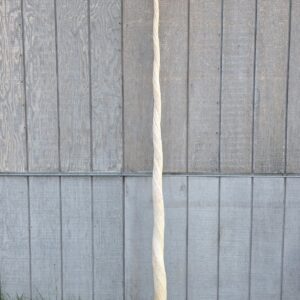 Narwhal Tusk for Sale