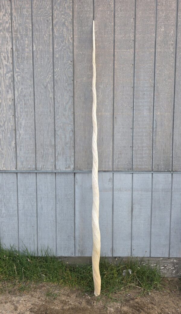 Narwhal Tusk for Sale