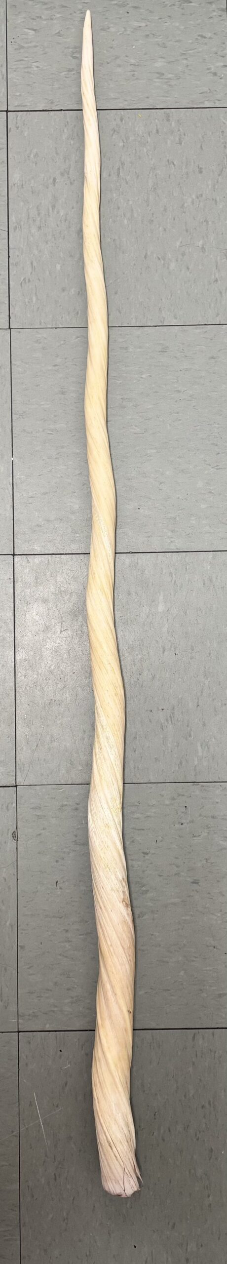 536114561_24235313102778048_5206282118081228629_n Narwhal Tusk