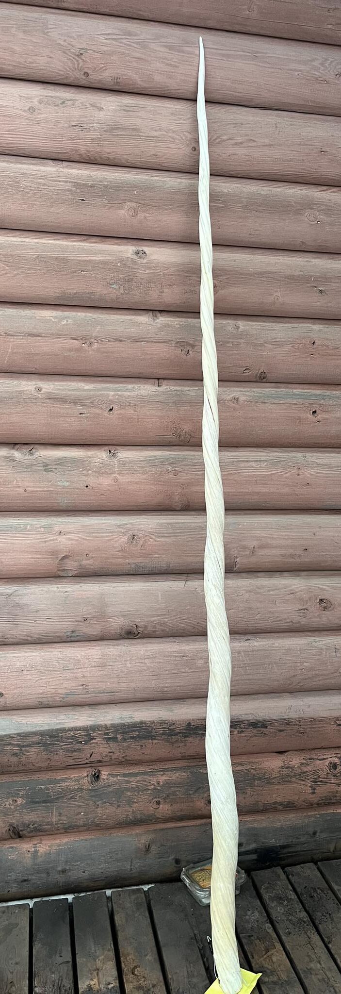 narwhal tusks for sale