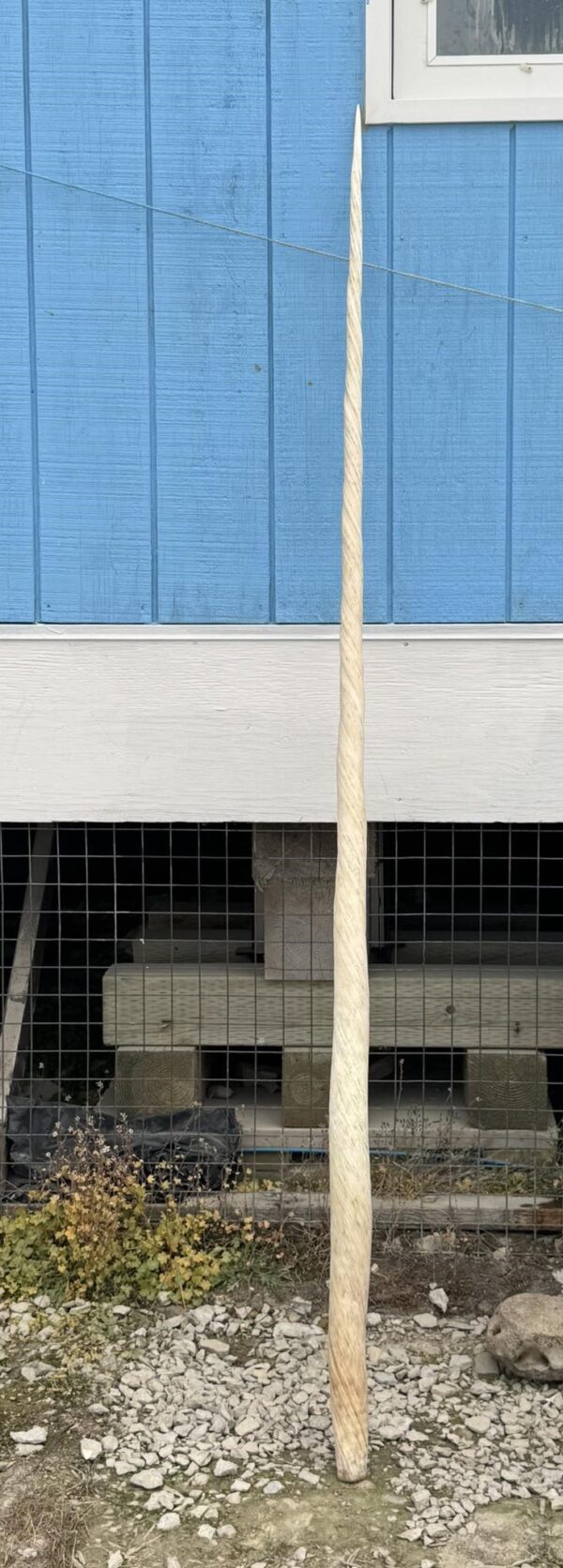 Narwhal Tusk for Sale