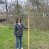 Narwhal Tusk for Sale