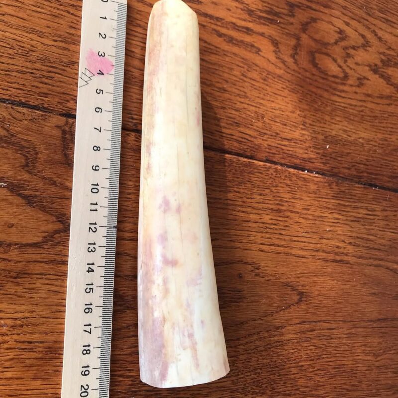 walrus ivory for sale