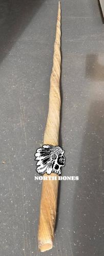 WALRUS IVORY STORE Narwhal Tusk for Sale