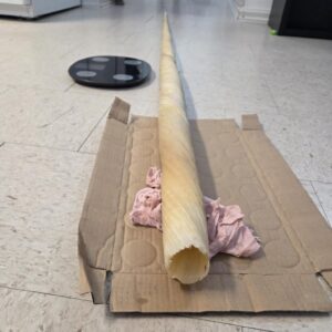 Narwhal Tusk Ivory