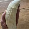 Sperm Whale Tooth