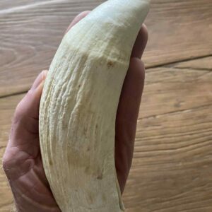 Sperm Whale Tooth