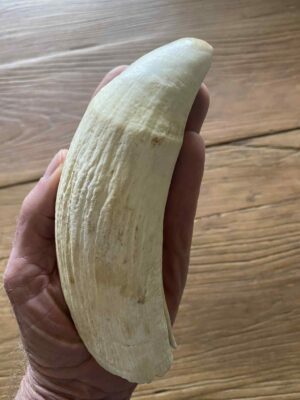 Sperm Whale Tooth