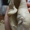 Whales Eardrum