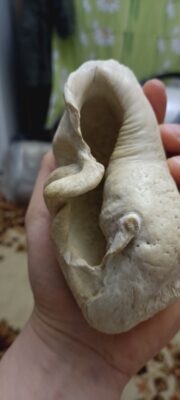 Whales Eardrum