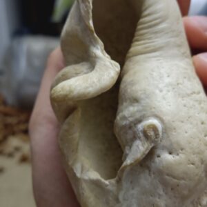 Whales Eardrum