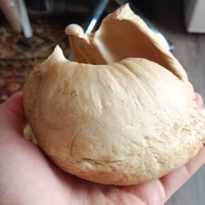 whale eardrum