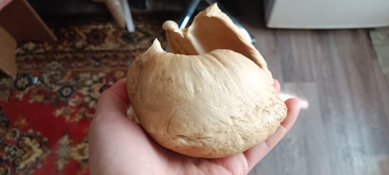 whale eardrum