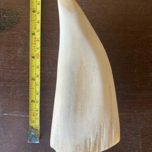 Sperm Whale
