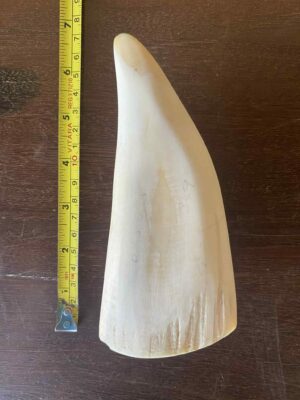 Sperm Whale