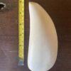 Sperm Whale Tooth