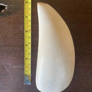 Sperm Whale Tooth