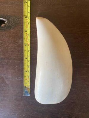 Sperm Whale Tooth