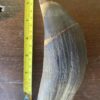 Sperm Whale Ivory Tooth
