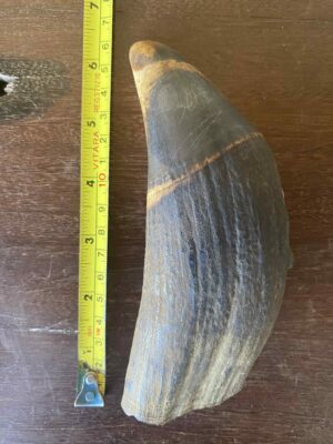 Sperm Whale Ivory Tooth