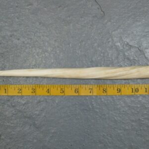 Narwhal Ivory Tusk