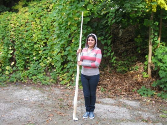 78.7-Inch Narwhal Ivory Tusk