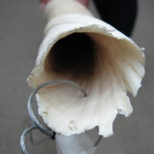 78.7-Inch Narwhal Ivory Tusk