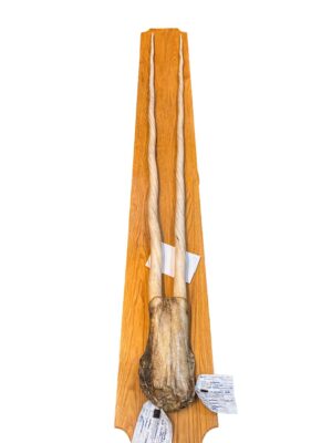Double Narwhal Tusks
