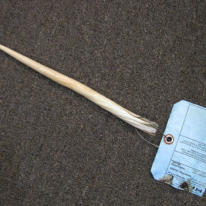 Genuine Narwhal Tusk