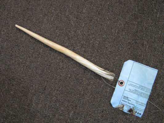 Genuine Narwhal Tusk